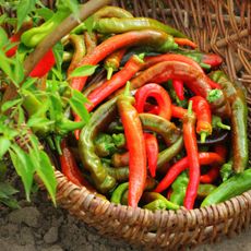 chili pepper fruits in basket near plant leaves