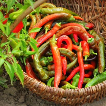 chili pepper fruits in basket near plant leaves