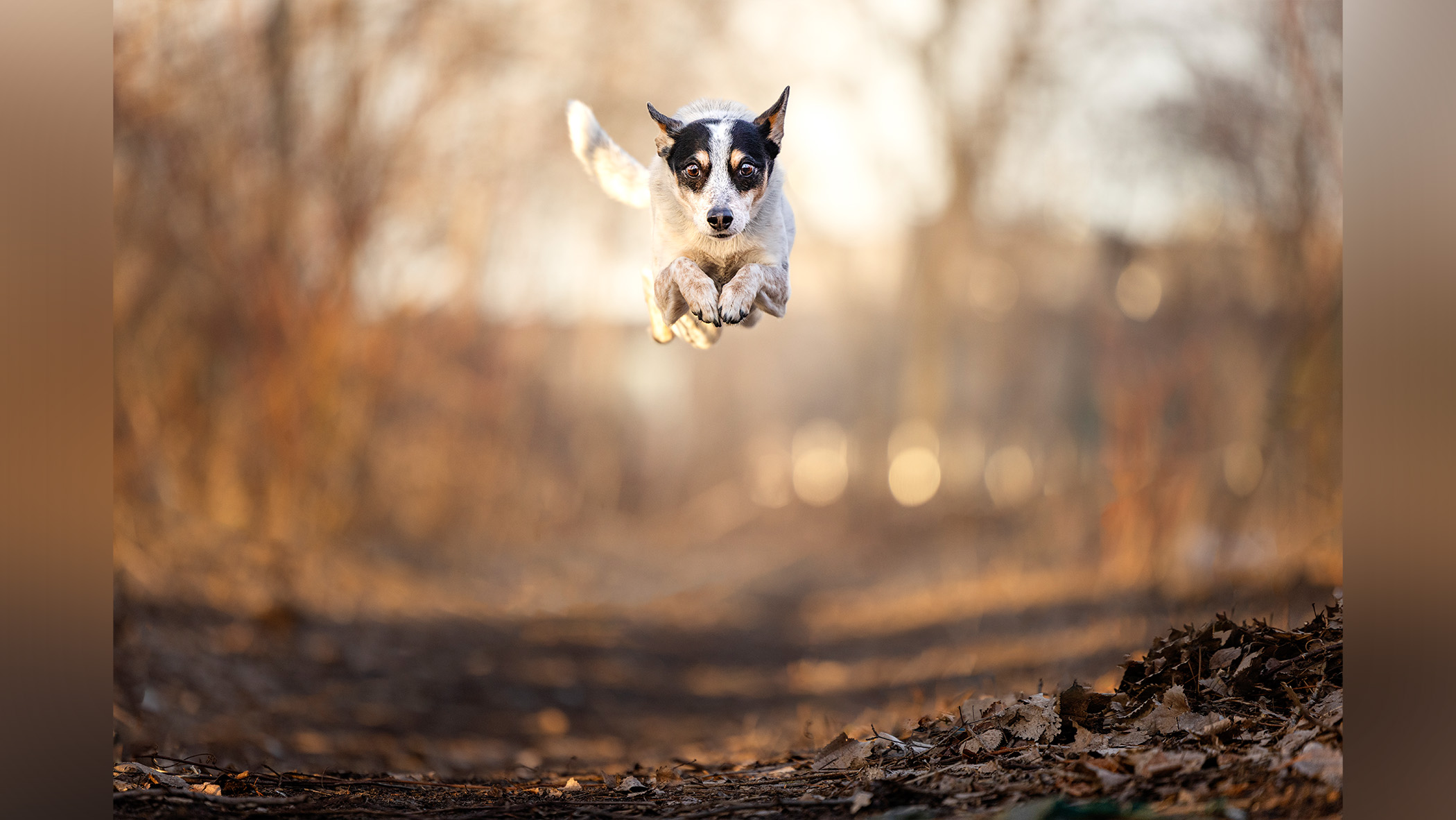 A dog jumping in the air. All four legs are off the ground.