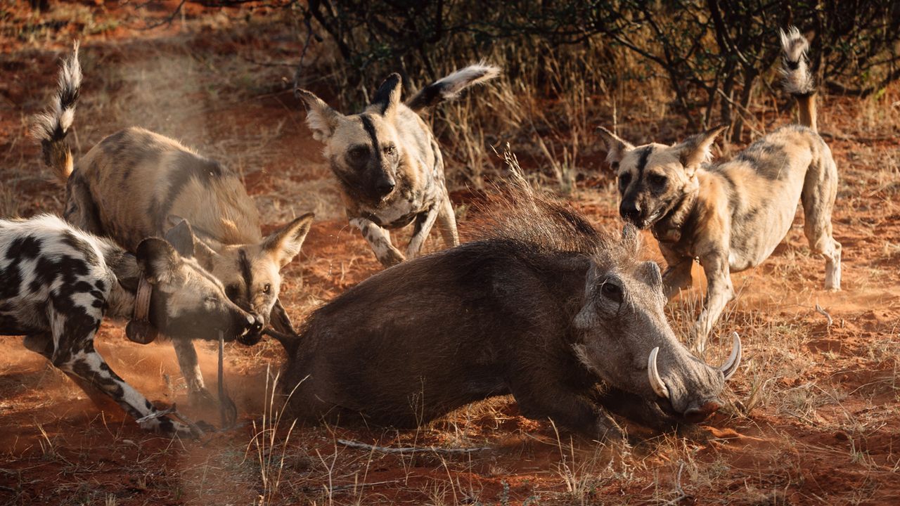 African wild dogs at Tswalu Kalahari