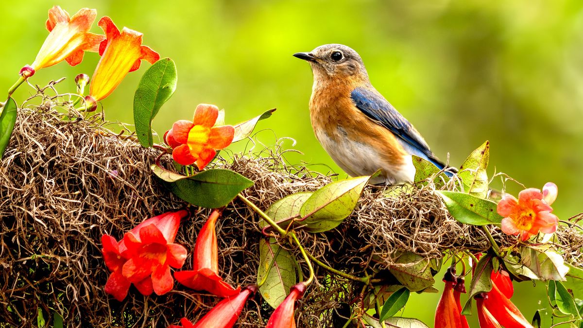 Birds Need These 7 Plants in Your Yard Before Fall Starts – For Vital Food and Shelter Through to Winter