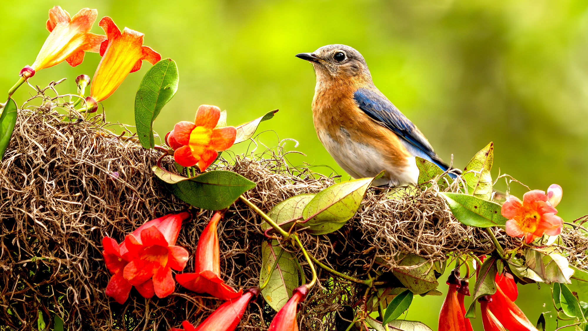 bluebird sitting on branch covered with red honeysuckle vine flowers