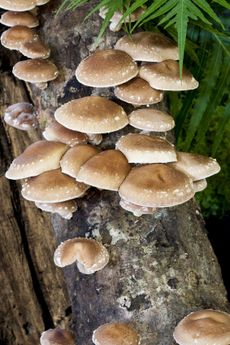 Shiitake Mushrooms Growing On Wood