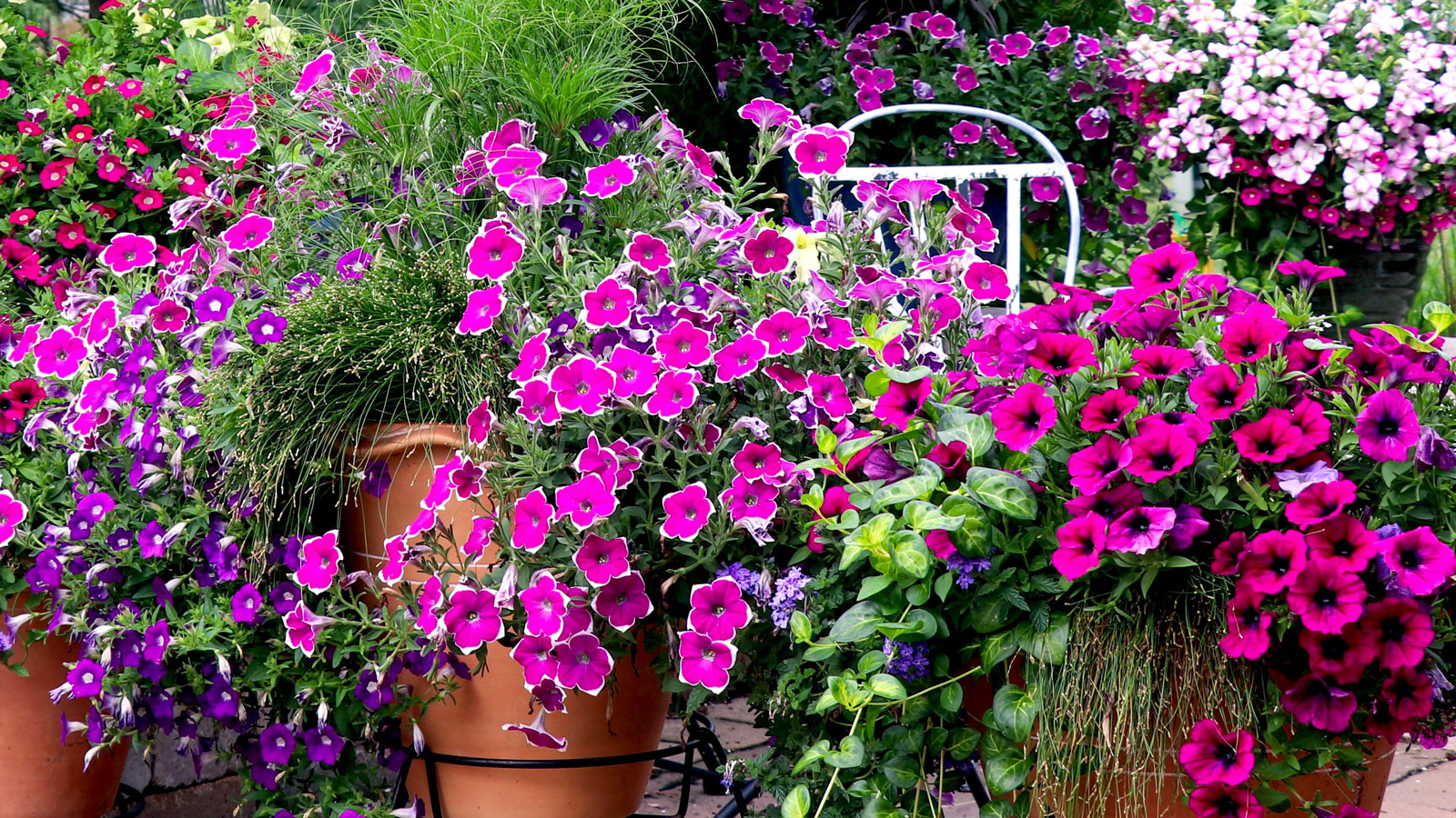 calibrachoa flowering in summer containers on patio