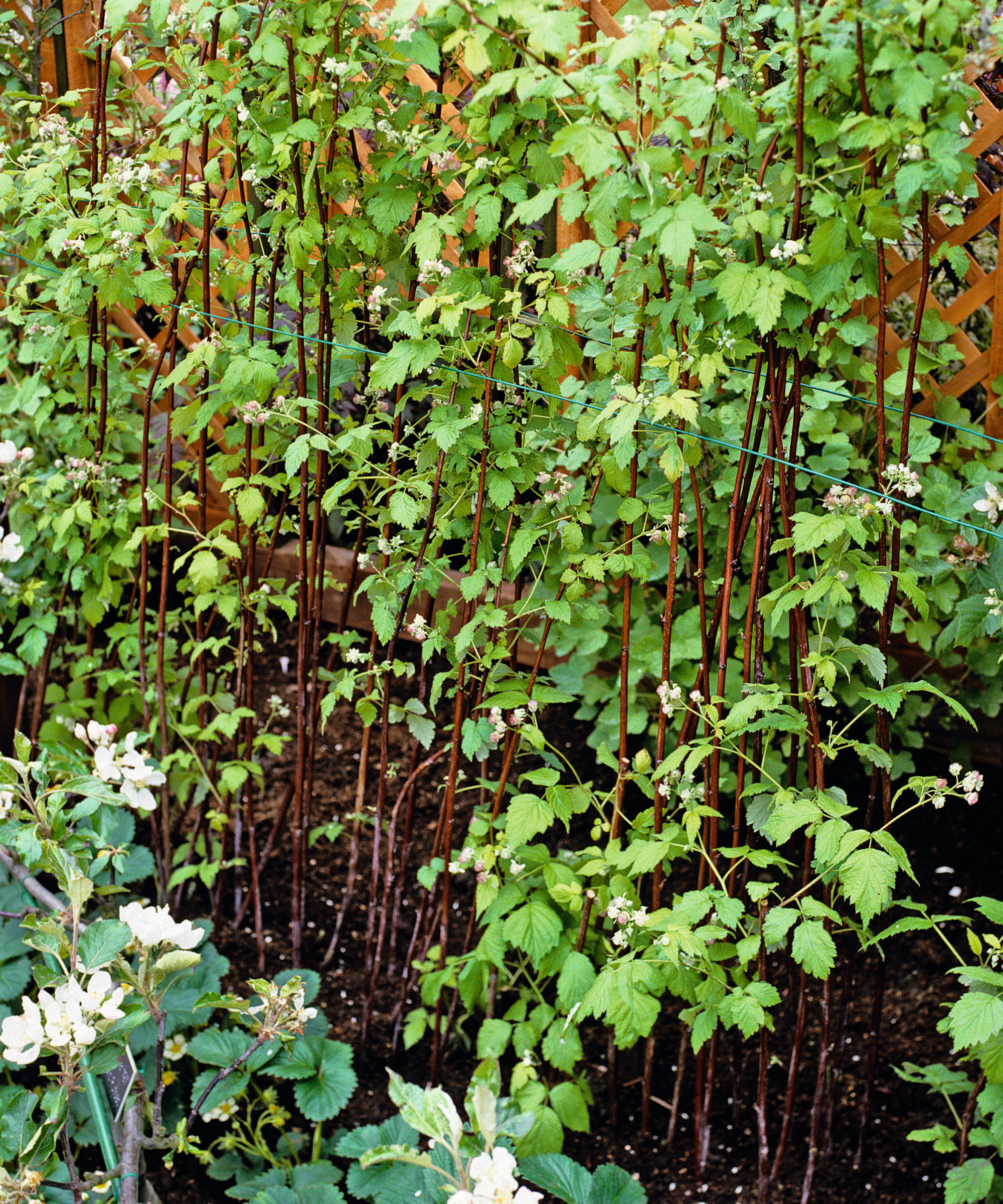 Raspberry canes growing up a trellis