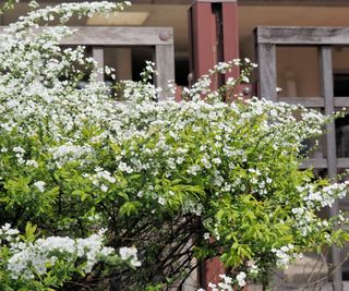 spirea shrub growing alongside fence