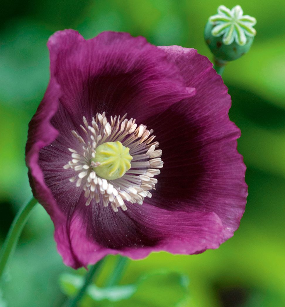 Papaver, &#039;Laurens Grape&#039;, aka Breadseed poppy.