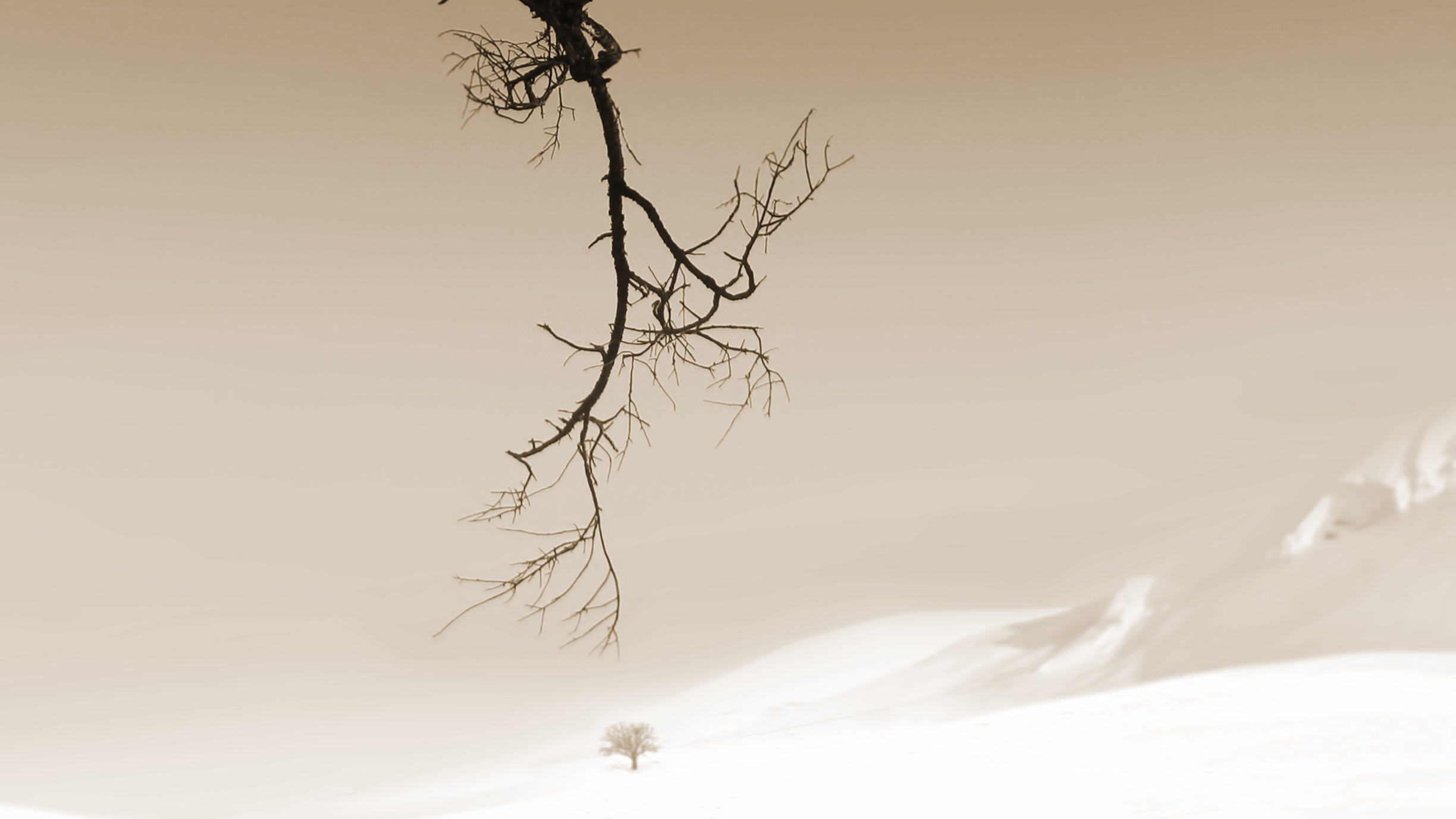 A bare tree branch extends into a foggy landscape, with a solitary tree visible in the distance against a muted, sepia-toned background