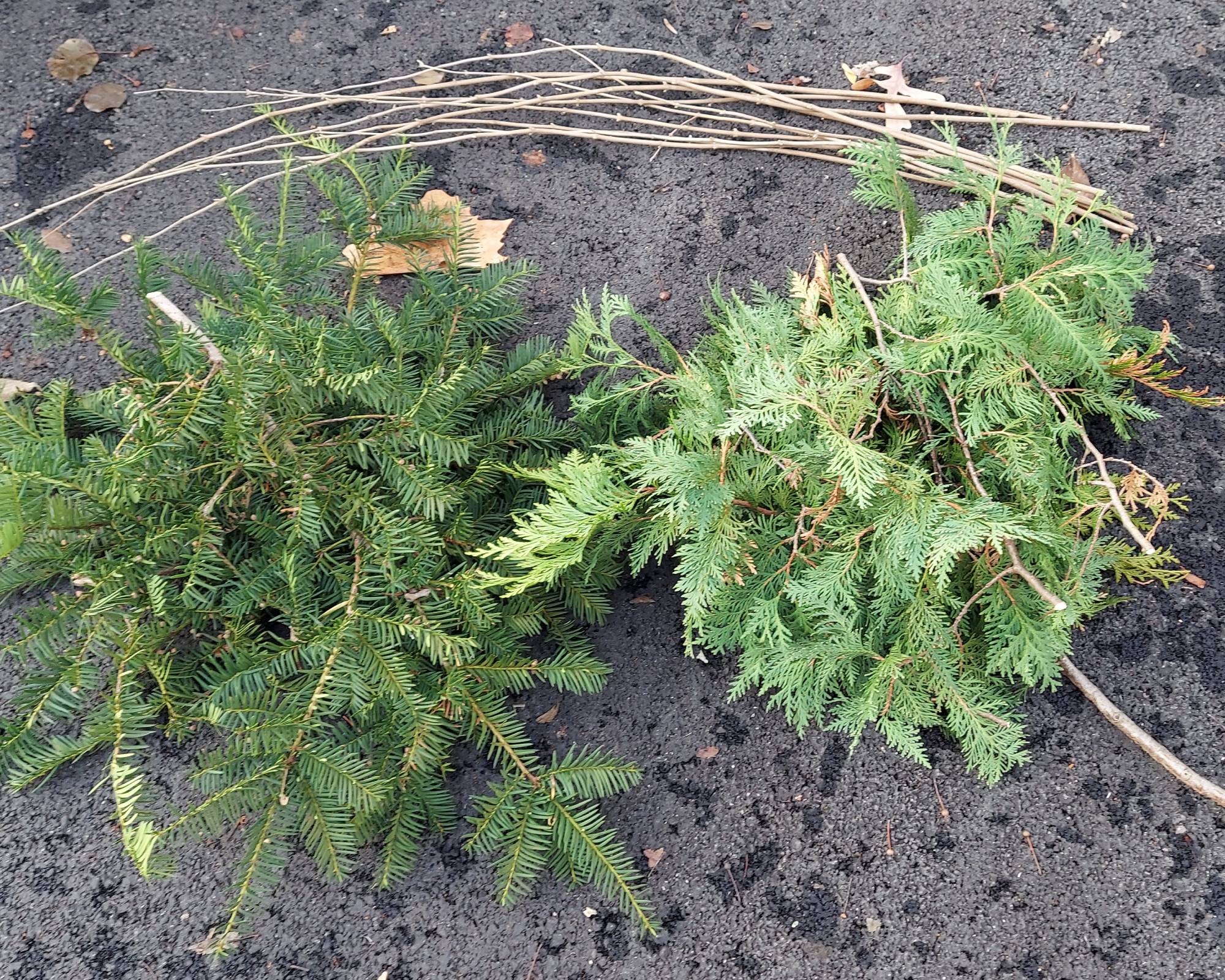 Foraged greenery for advent wreath