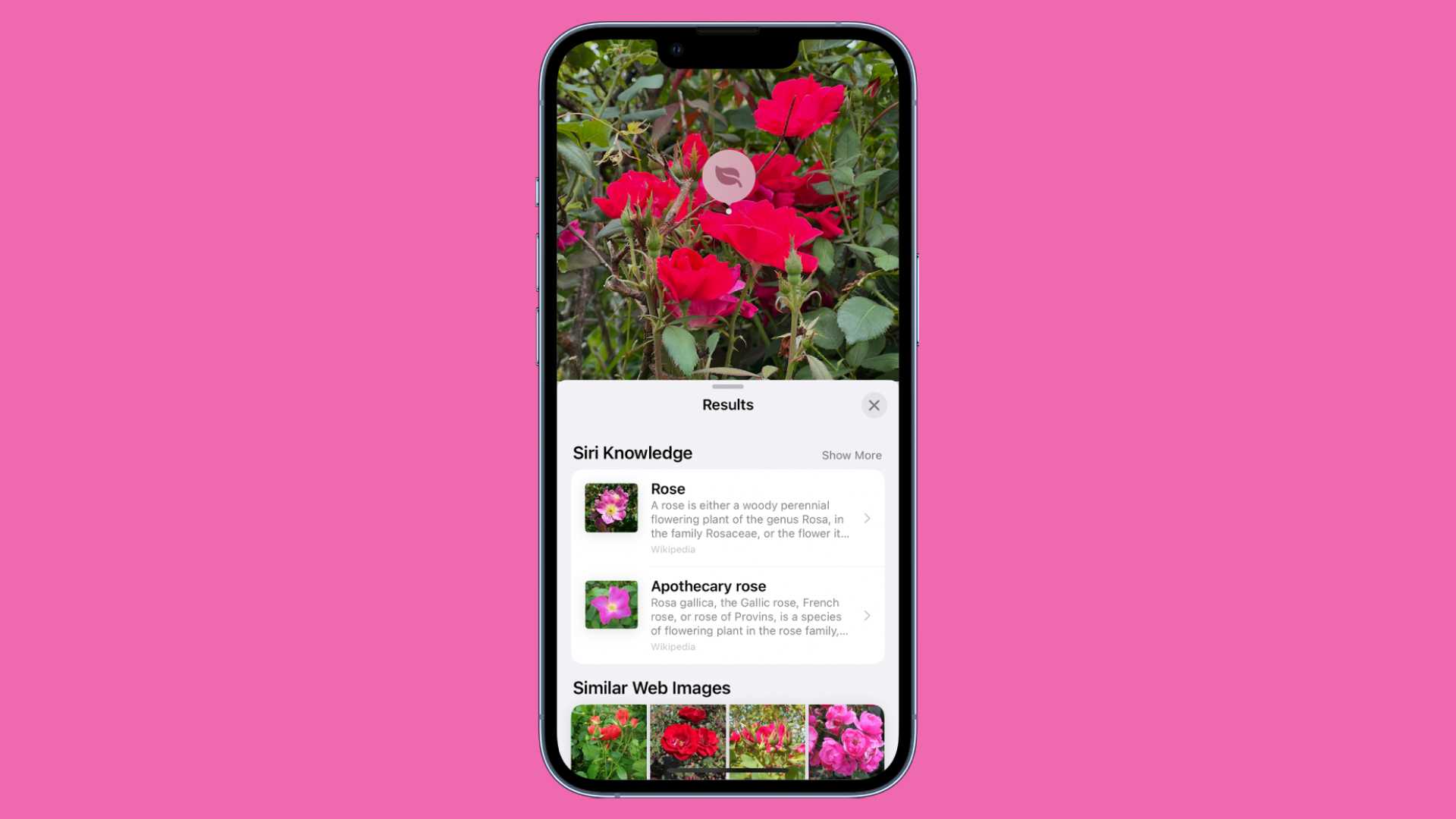 A person using Visual Look Up to find out what a pink flower is, Siri says it's a rose