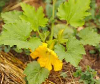 Close-up shot of butternut squash leaves growing on the ground