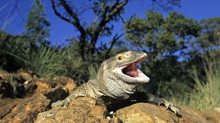 Savannah monitor