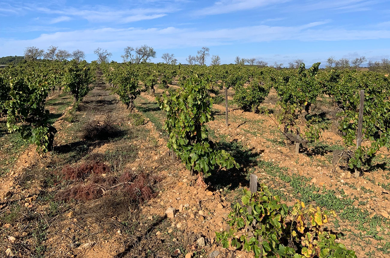 Corbi&amp;egrave;res &amp;amp; Minervois latest releases