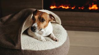 A cute Jack Russell Terrier dog lies on a cozy dog bed next to the home fireplace in the background. Domestic animal