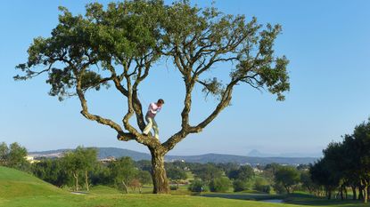 Golfer hitting a golf ball from up a tree on a golf course