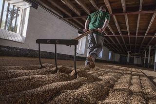 Warminster Maltings, Britain's oldest malting. Ploughing and turning and levelling the barley. ©Richard Cannon/Country Life Picture Library