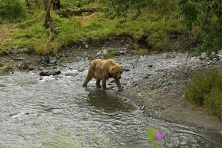  Grizzly bear walking at edge of water in the Kodiak National Wildlife Refuge. 
