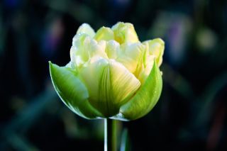 tulip