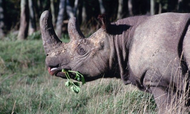 Rhino