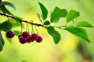 Cherries on the branch of a tree