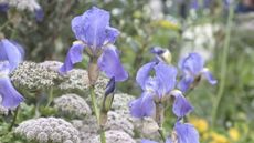 Bearded irises in lilac colour with white flowers behind