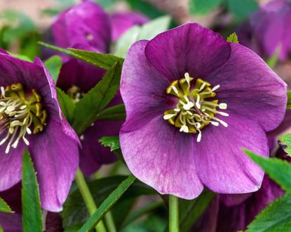 What to plant in October: 14 plants to sow and grow | Gardeningetc