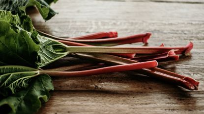 How to Harvest Rhubarb the Right Way (Hint: Don't Cut It!)