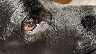 Black dog with discharge in the eye