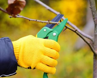 person wearing gardening gloves and pruning a tree in autumn