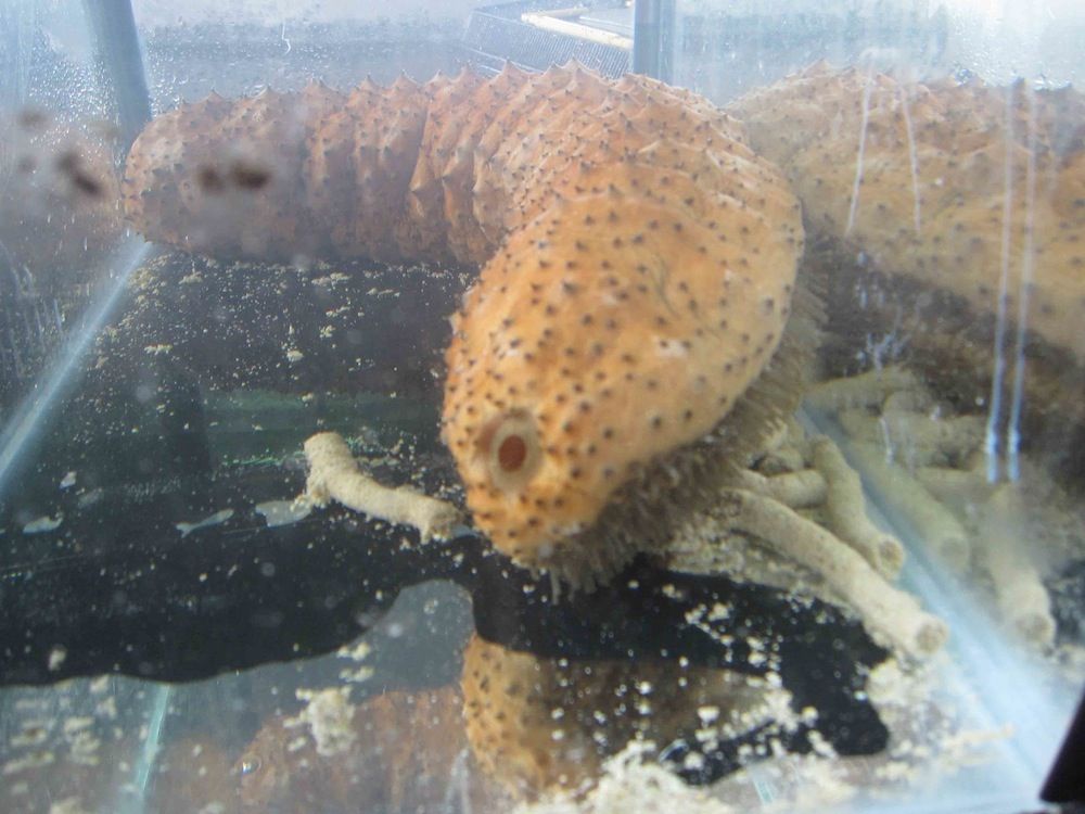 Digestive Acts of Sea Cucumbers May Be Dissolving Coral Reefs Live