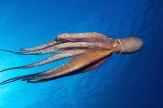 A day octopus (Octopus cyanea) swimming off the coast of Kona, Hawaii.