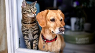 Cat and dog staring out of the window