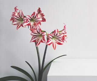 Amaryllis flowers in red and white against white wall