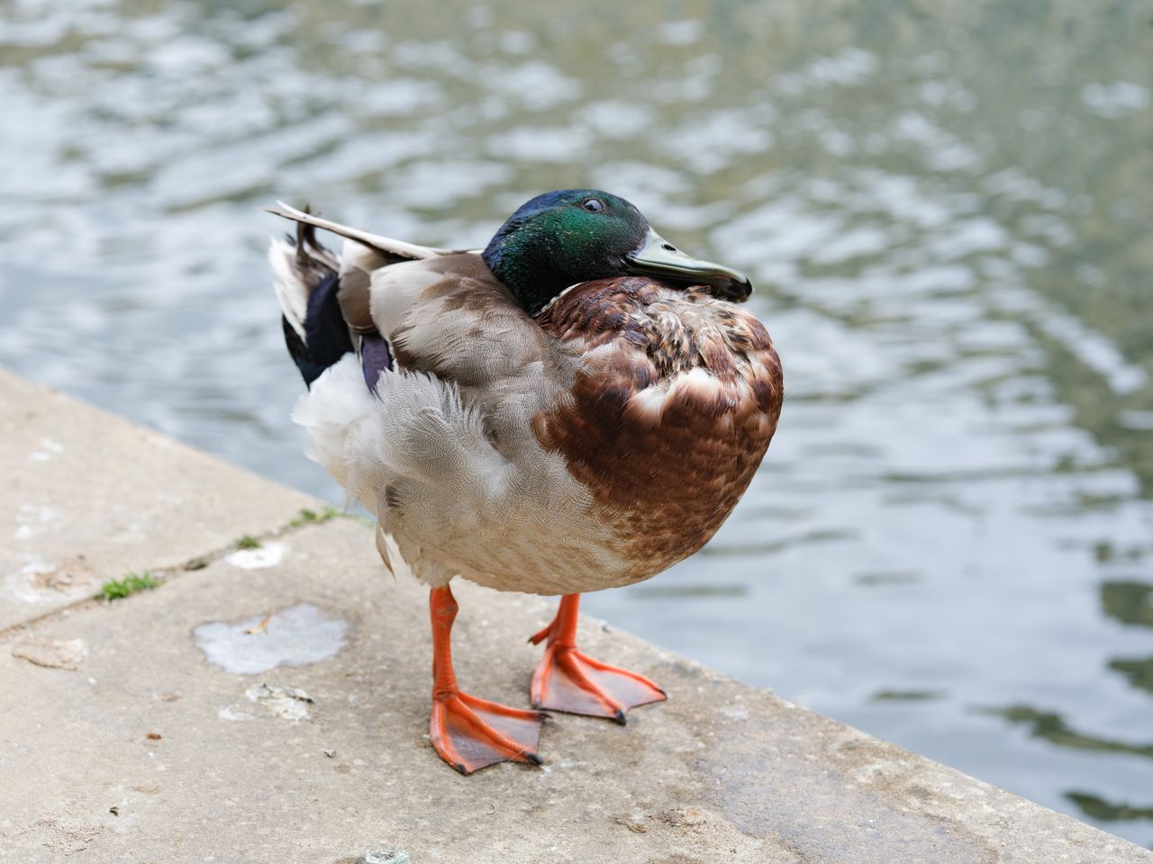 A photo of a duck cleaning itself, taken in high speed continuous drive mode on the Fujifilm GFX100 II