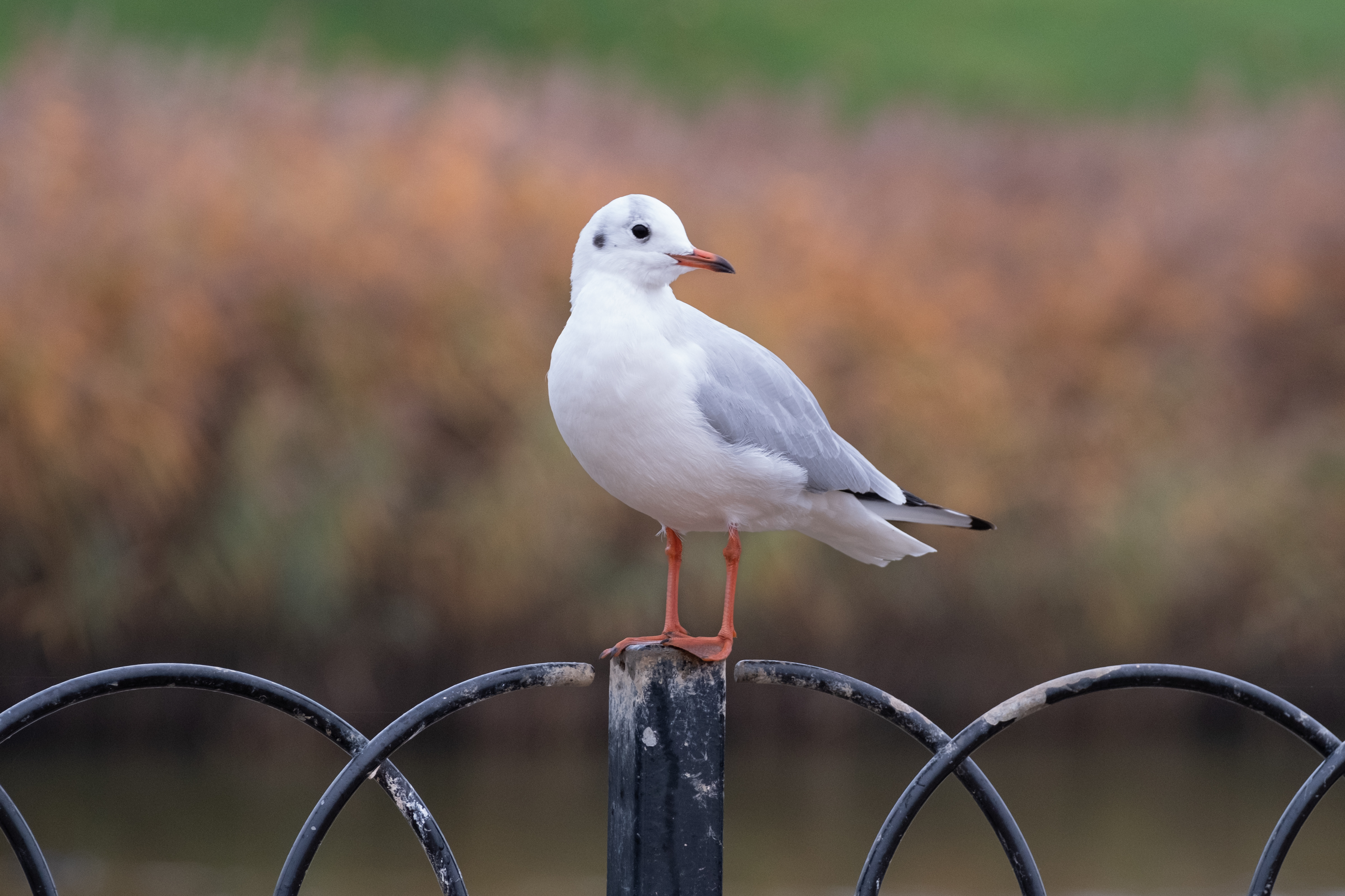 A seagull sitting on a metal fence