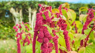 picture of Love-Lies-Bleeding plant in garden