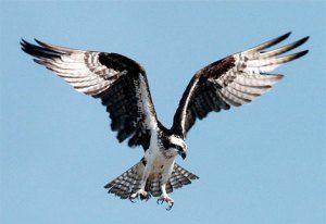 osprey