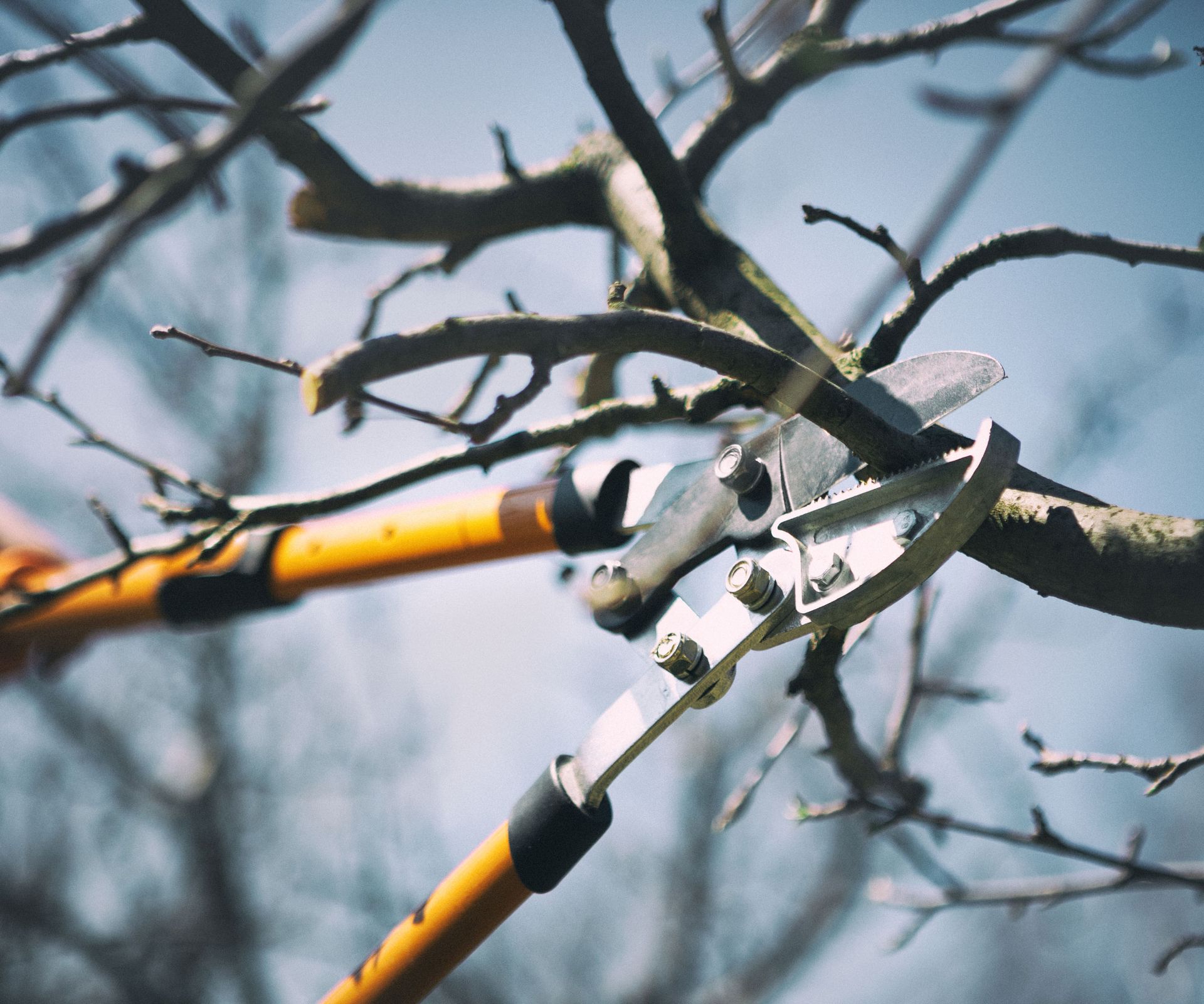 pruning fruit tree with loppers