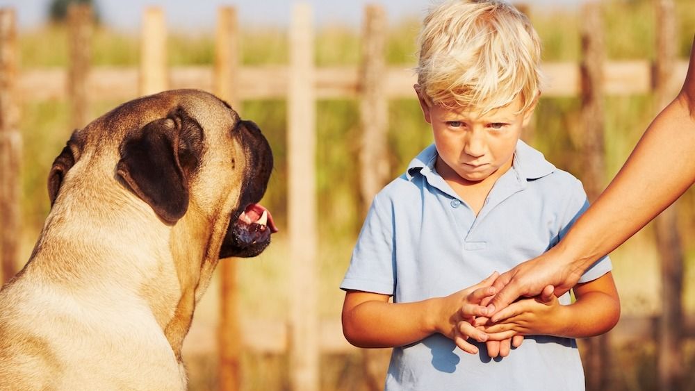 A dog and a little boy