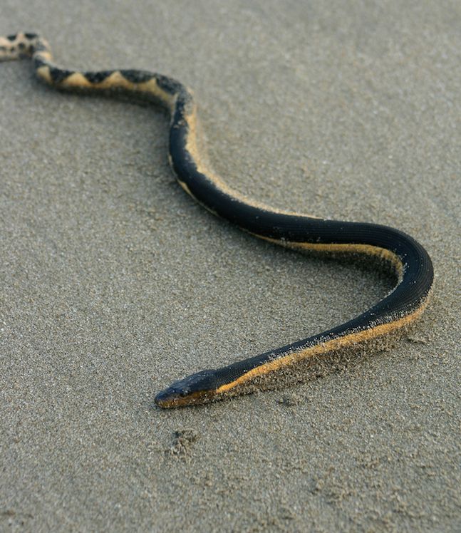 Yellow-bellied sea snake on the sand. 