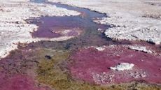 La Brava microbial mats.