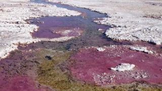 La Brava microbial mats.