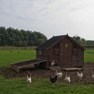chickens with coops in ground