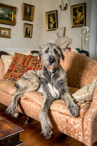 irish wolfhound