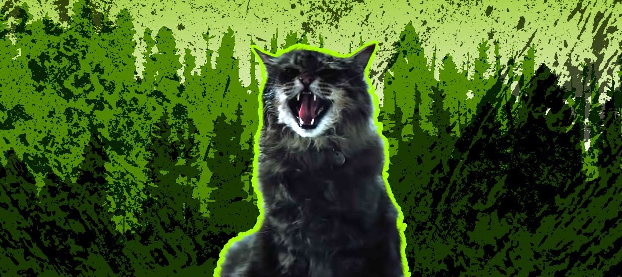 The Pet Sematary cat.