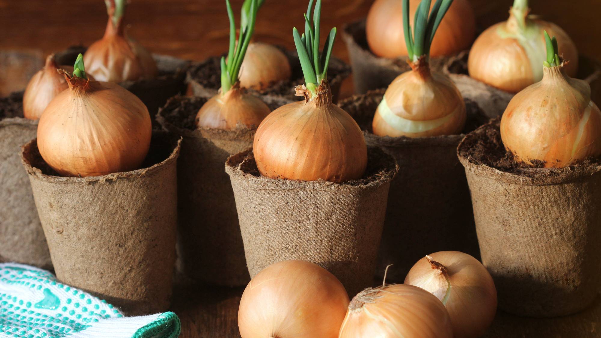 Onions growing in small biodegradable pots