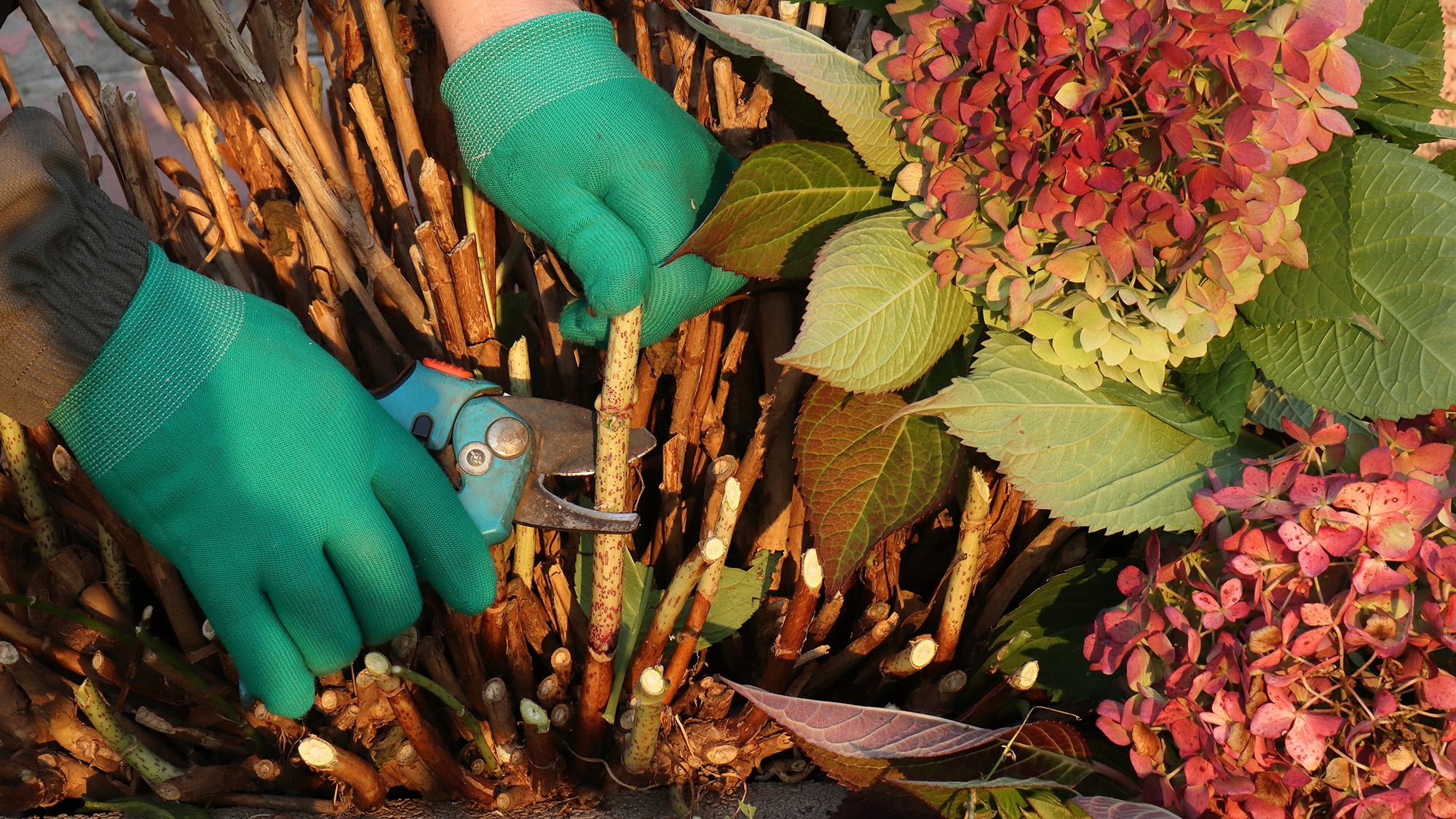 Pruning hydrangeas