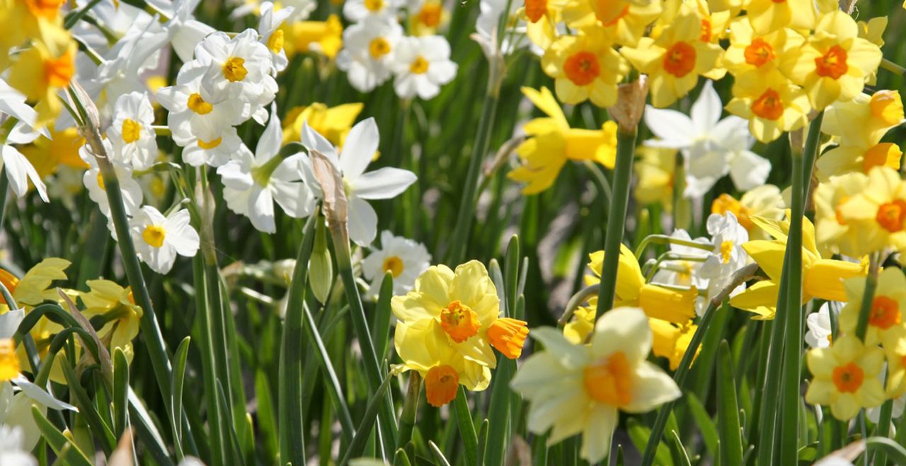 Experts reveal what to do with daffodils after flowering Woman & Home