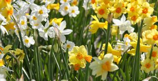 close up image of a flower bed of daffodils in white and yellow