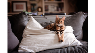 Bengal cat sitting on bed